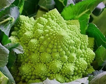 Cauliflower Romanesco Ottobrino - Blumenkohl - 50+ Seeds - Samen - B 057