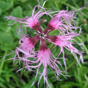 Könnte beinhalten: Nahaufnahme einer rosa Blume mit gefransten Blütenblättern und einem dunkelroten Zentrum. Die Blume hat eine sternartige Form mit zarten, fadenartigen Ausläufern. Grünes Laub bildet den verschwommenen Hintergrund und hebt die komplizierten Details der Blume hervor.