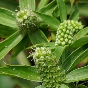 Culantro - Cimarrón - Mexican coriander - Eryngium foetidum - 50+ seeds - F 260