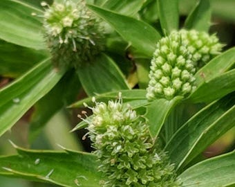 Culantro - Cimarrón - Mexican coriander - Eryngium foetidum - 50+ seeds - F 260