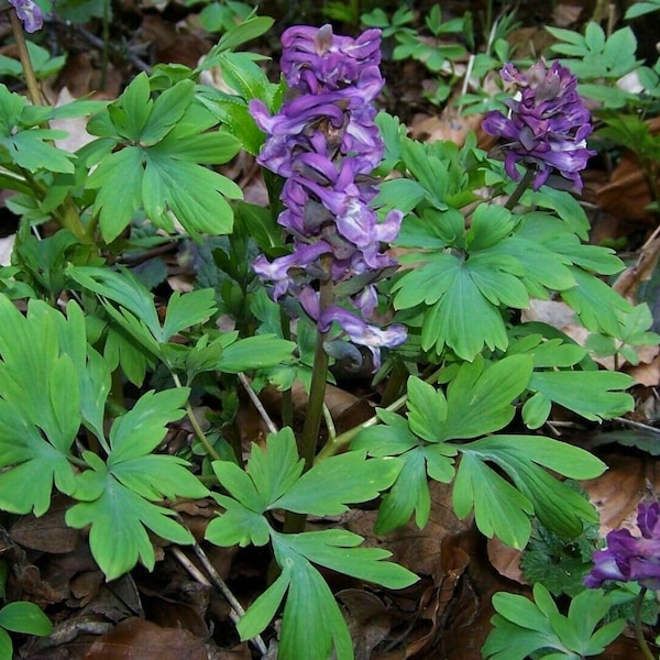 Holewort - Hollow Root - Corydalis cava - 50 seeds (E 185)