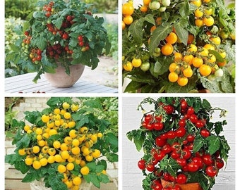 Paquete de tomate enano colorido - Tomate balcon - 4 variedad - 20+ semillas - V 129