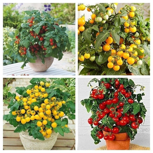 Buntes Zwerg Tomaten paket - Balcon Tomate - 4 Sorten - 20+ Samen - V 129