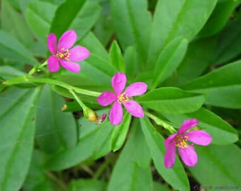 Épinards d’Afrique - Talinum portulacifolium - Nyengele - 25+ graines - L 176