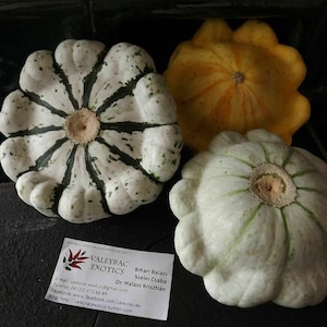 Panaché Patisson - Pattypan Squash - 10+ seeds - C 028