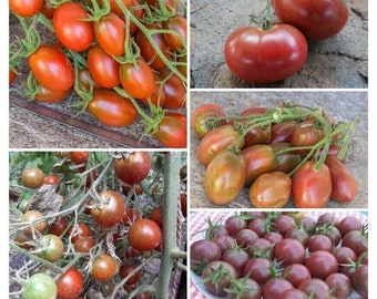 Black Tomato Package - Tomato Sortiment - 5 varieties - 50+ seeds - V 183