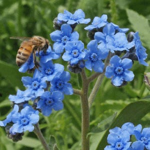 Chinese Forget-me-not - Chinese hound's tongue 'Firmament' - Cynoglossum amabile - 100+ seeds Z 178