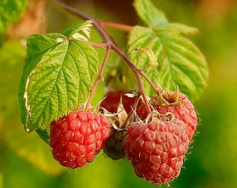 Frambuesa europea - Rubus idaeus - 50 semillas G 085