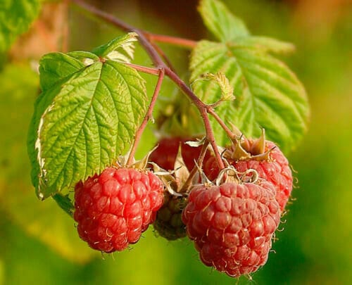Himbeersamen (Rubus Idaeus) – 200 Samen, Süß & Ertragreich, Mehrjährig