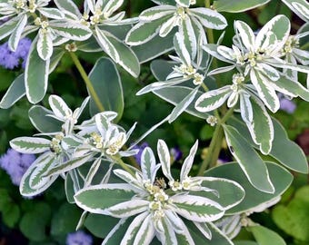 Reeves Spirea - Bridal Wreath Spirea - Summer White Flowers - Live