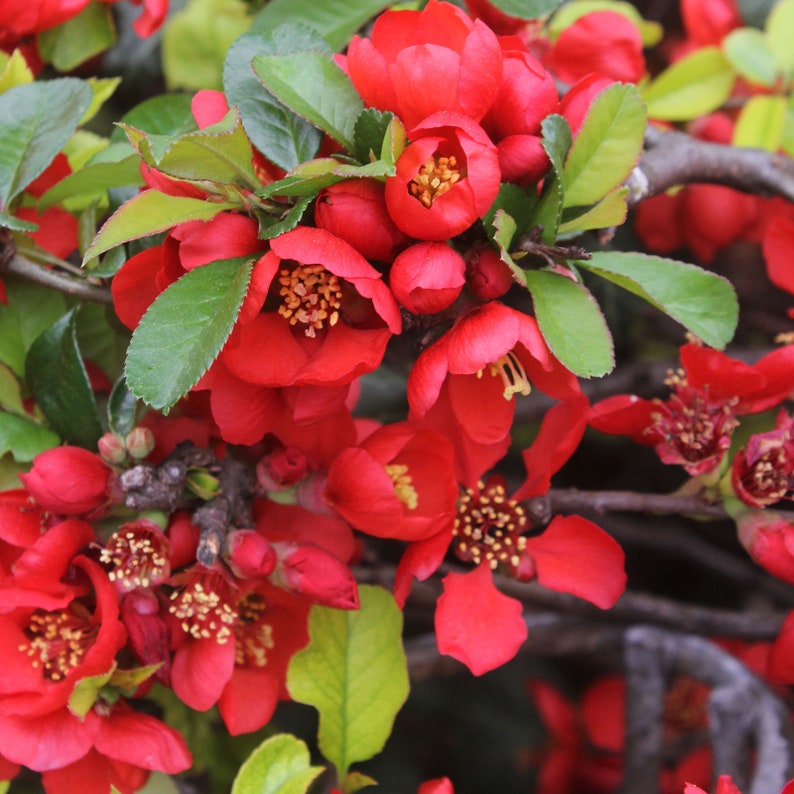 Japanese Quince Chaenomeles Japonica Maule's Quince Etsy