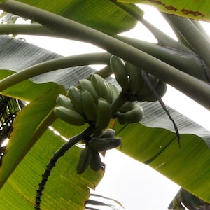Op de afbeelding: Een tros groene bananen die aan een bananenboom groeien. De bananen zijn nog onrijp en hebben een groene schil.