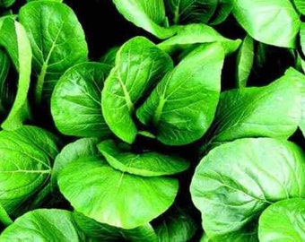 Leaf Mustard - Komatsuna Tender Green - 25+ seeds - B 081