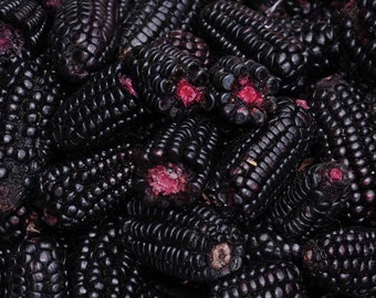 Milho Morado Peruano 25 sementes Zm 019