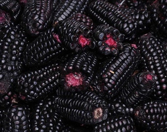 Peruvian Morado Corn 10 seeds (Zm 019)