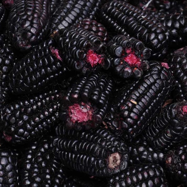 Peruvian Morado Corn 10 seeds (Zm 019)