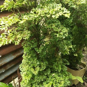 Peut inclure: Gros plan sur une plante verte feuillue à texture de fougère. La plante est en pot et semble pousser dans un jardin.