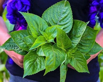 Basilico Nunum africano - Ocimum gratissimum - Basilikum - 10+ semi - Samen - F 244