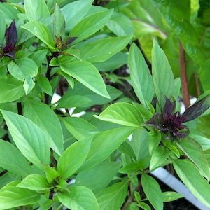 Basil Licorice 20 seeds F 059