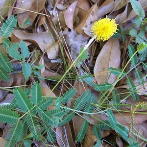 Könnte beinhalten: Eine gelbe Blume mit einem runden, flauschigen Kopf blüht zwischen grünen Farnblättern und braunen, heruntergefallenen Blättern.