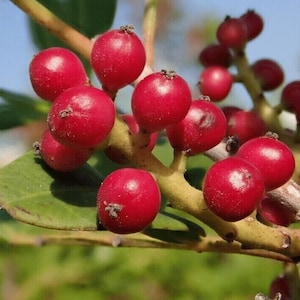 Könnte beinhalten: Nahaufnahme eines Zweigs mit leuchtend roten Beeren. Die Beeren sind dicht beieinander und haben eine glänzende, glatte Oberfläche.