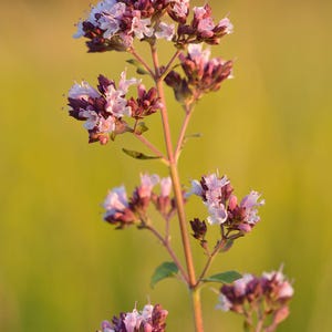 Può includere: Primo piano di un fiore selvatico rosa e viola con stelo e foglie verdi. Il fiore è in fiore e ha molti piccoli petali.