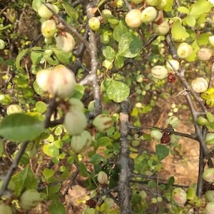 Indischer Gileder Balsam - Mudgiluvai - Ceylon Myrrhe - 10+ Samen - Samen - E 326