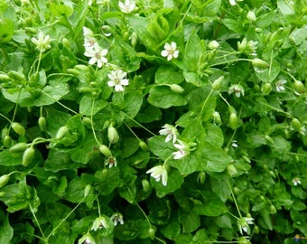 Common chickweed - Stellaria media - 125 seeds (E 155)