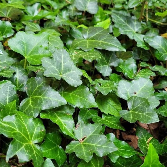 Efeu - Hedera helix - 10 Samen W 248 - Etsy sterreich