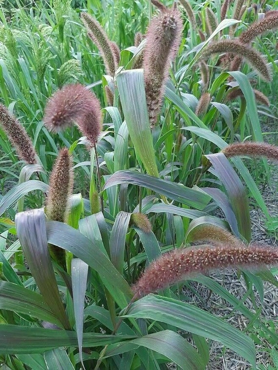 Foxtail Millet Plant