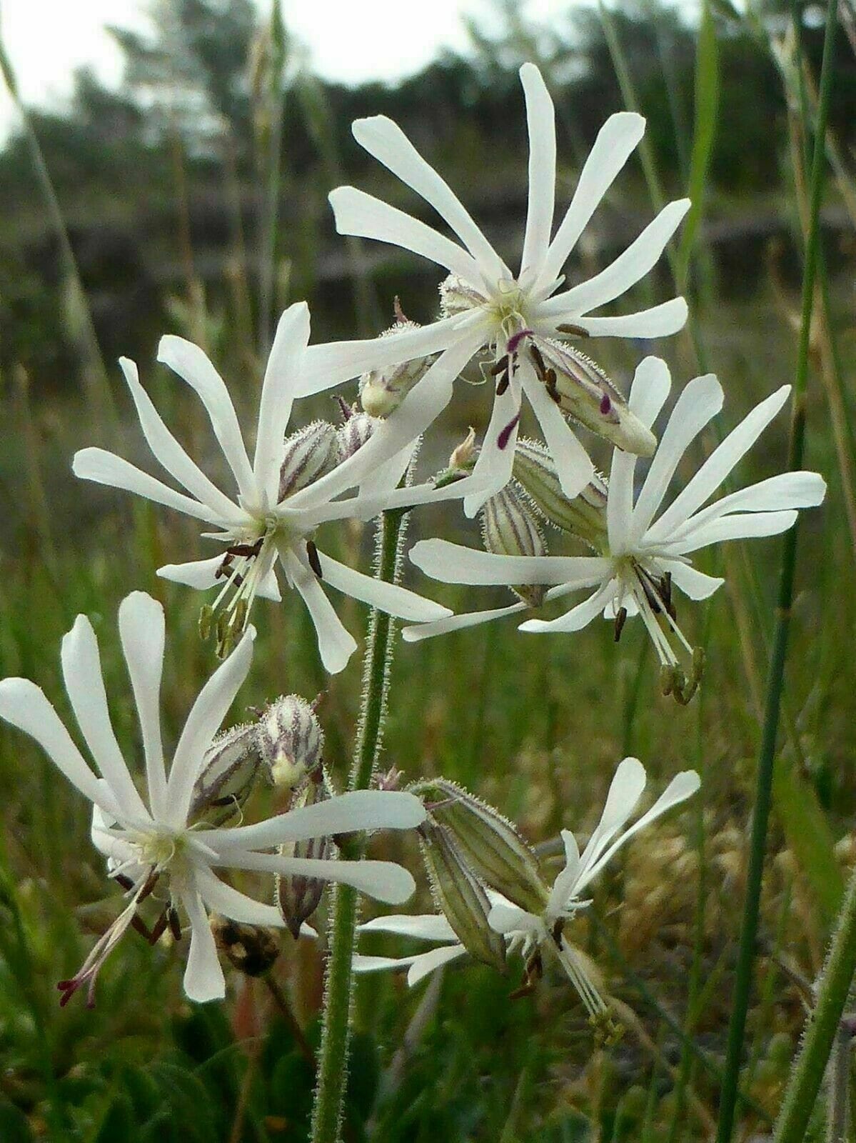プルトニウムシロップ kanaph ノーバイト　ローカル　ニンナ　チェスト114 Notthingham Catchfly - Silene Nutans - 500 Seeds E 191 - Etsy Canada