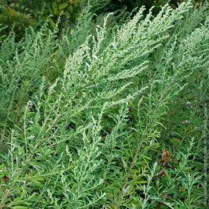 Beifuß - Artemisia vulgaris - 25+ Samen - F 210