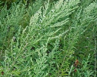 Beifuß - Artemisia vulgaris - 25+ Samen - F 210