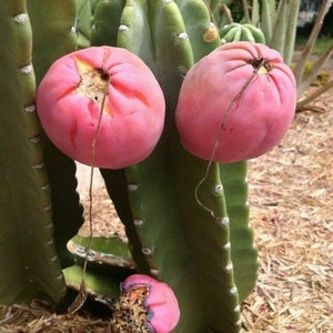 Haagcactus - Cereus hildmannianus - 10+ zaden Gx 023