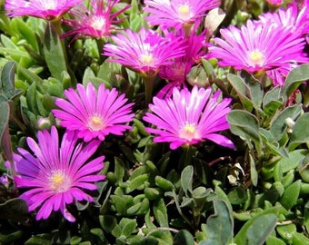 Plante de glace rustique - Tapis rose - Delosperma cooperi - 10+ graines - E 296