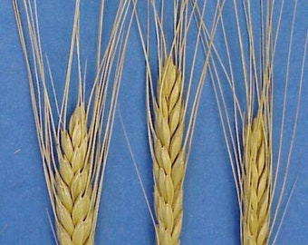 Emmer wheat - Triticum dicoccum - 50+ seeds - Am 098
