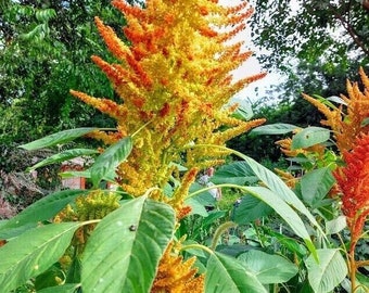 Amaranto Otoño Toque - Amaranthus cruentus - 100+ semillas - Samen - Am 101