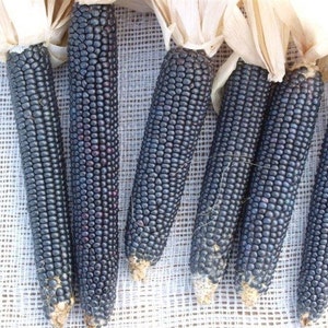 Santo Domingo Blue Corn 25 seeds (Zm 022)