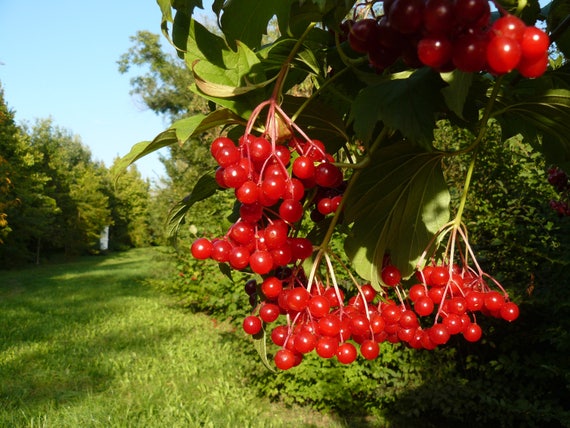 MQH Wholefoods Cramp Bark (Viburnum Opulus, Guelder Rose) - Premium Quality, Natural