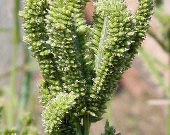 Finger millet - 50+ Seeds - Eleusine coracana - Am 029