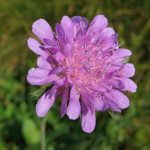 Peut inclure: Gros plan sur une seule fleur violette vibrante aux pétales délicats. La fleur a un groupe de petites étamines roses au centre.