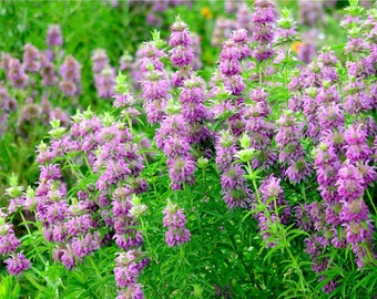 Lemon Mint, Monarda citriodora 20 seeds (F 018)