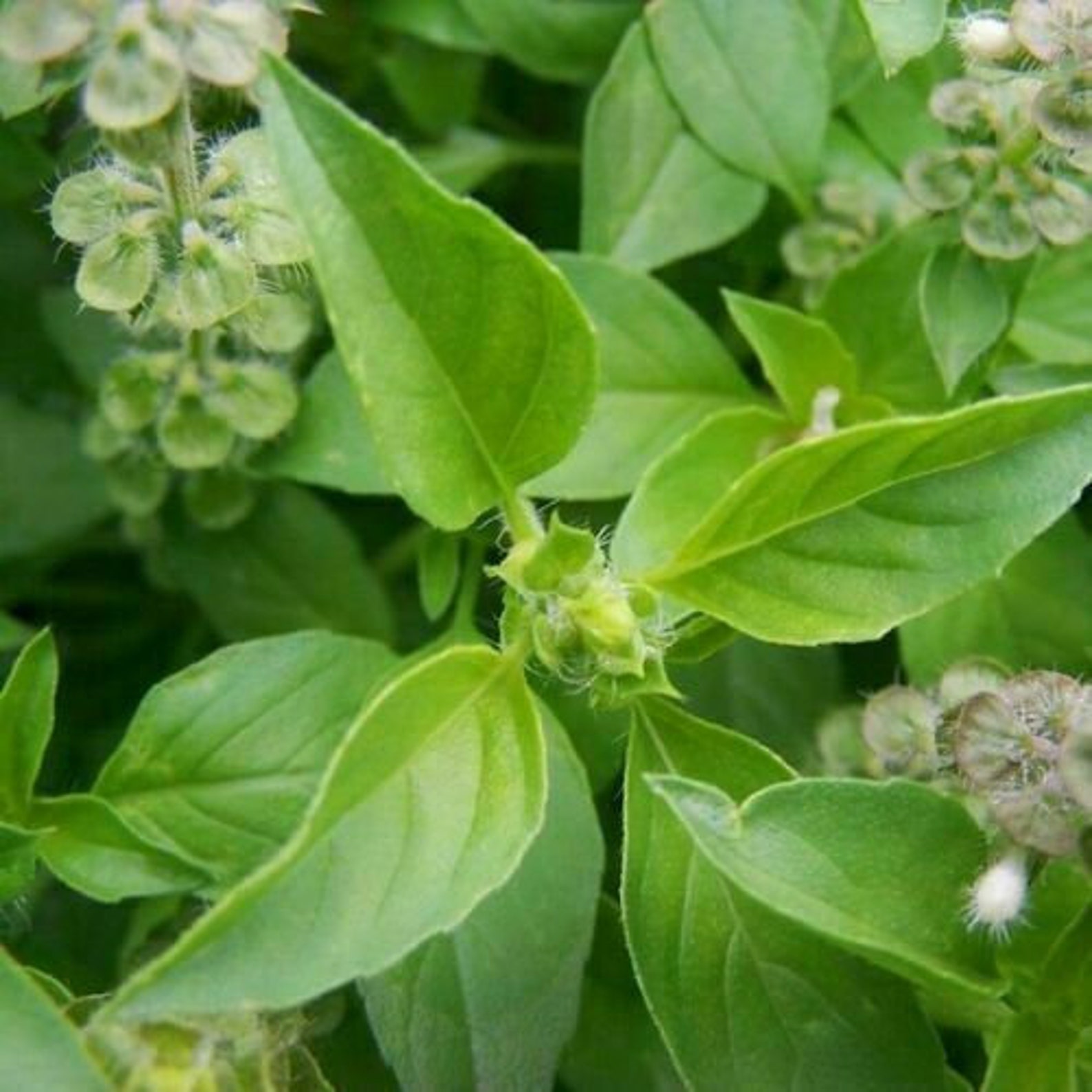 Penang Lemon Basil Ocimum africanum 10 seeds F 172 Etsy 日本