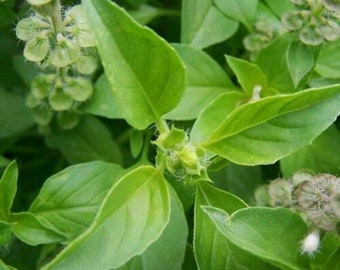 Penang Lemon Basil - Ocimum africanum - 10+ seeds (F 172)