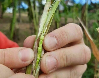 Teosinte - Ancient Corn - Maize - 20+ seeds - Zm 064