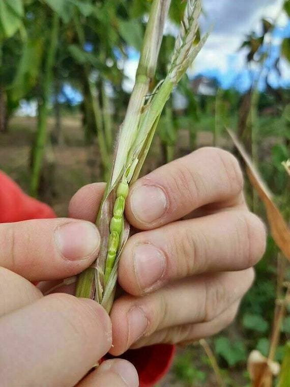 Teosinte - Ancient Corn - Maize - 10+ Seeds - Zm 064 - Etsy Norway