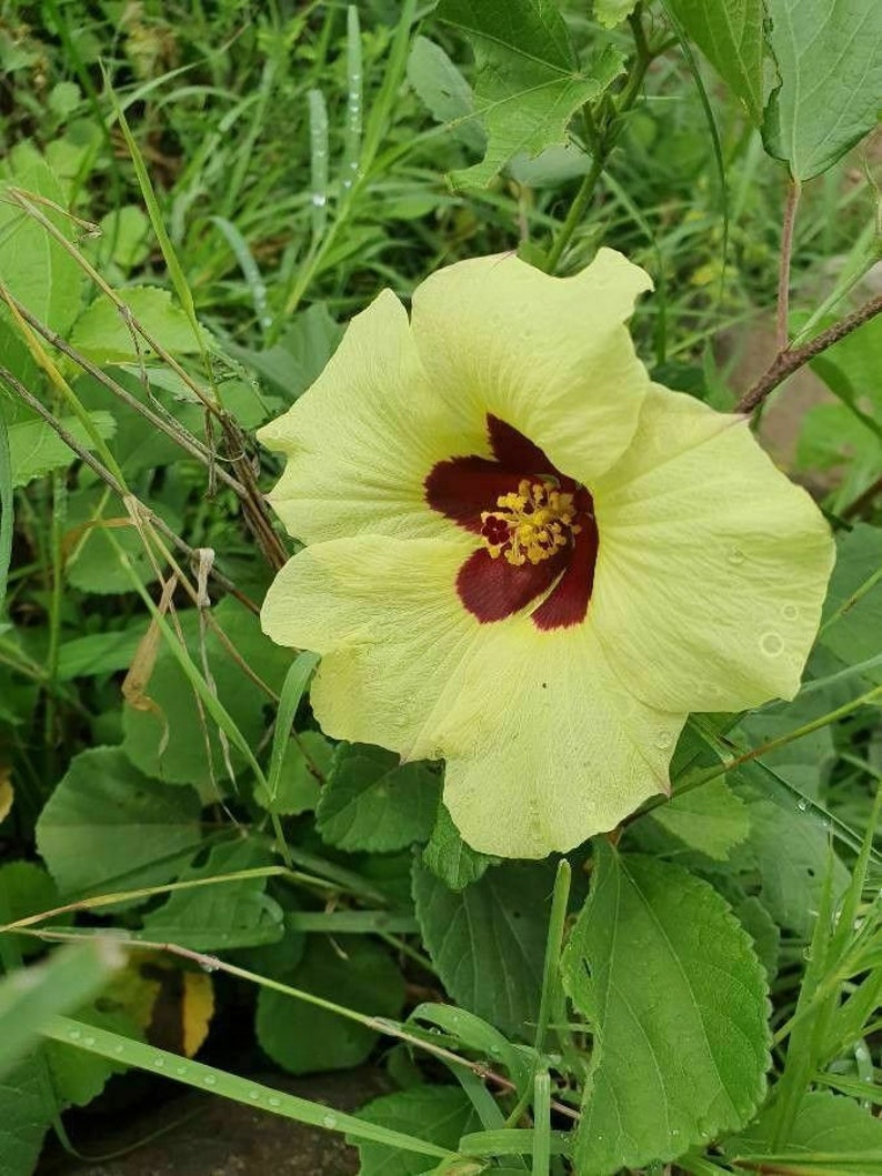 Tropical Rose Mallow Hibiscus vitifolius 5 seeds Ed 051 image 1