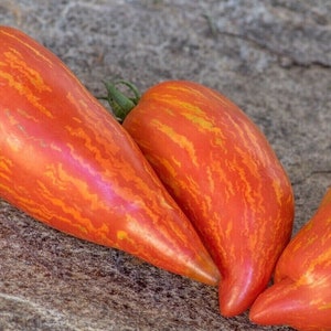 Könnte beinhalten: Drei gestreifte Tomaten mit roten und gelben Streifen. Die Tomaten sind länglich und haben eine spitze Spitze.