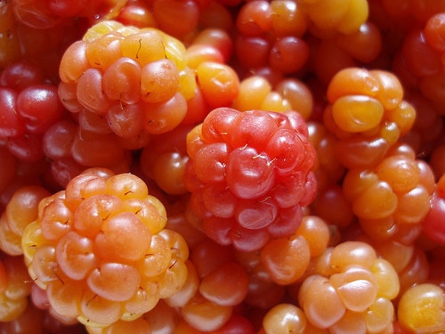 Cloudberry 5 seeds G 004 - Etsy 日本