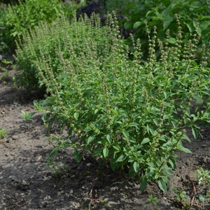 Basil 'Kivumbasi Lime', Ocimum canum, 10 seeds F 101